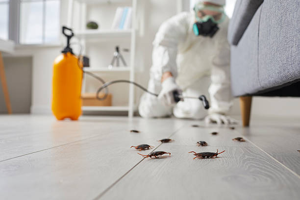 Commercial Rodent Management in Old Hill